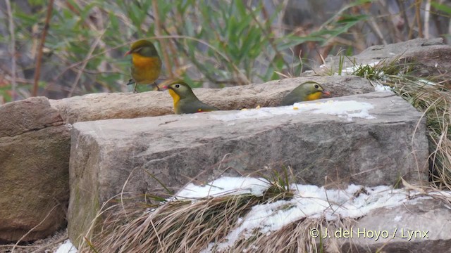 Red-billed Leiothrix - ML201489271