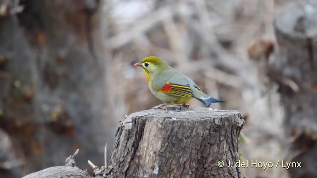 Léiothrix jaune - ML201489281