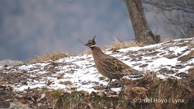 bažant chocholatý - ML201489341