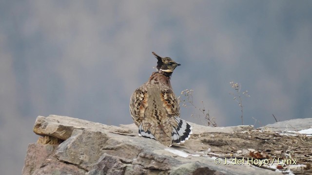 Koklass Pheasant - ML201489351