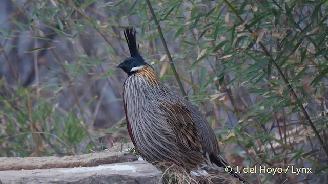 Koklass Pheasant - ML201489361