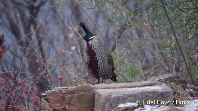 Koklass Pheasant - ML201489371