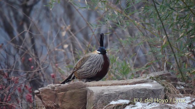 Koklass Pheasant - ML201489381