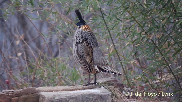 Koklass Pheasant - ML201489391