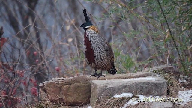 Koklass Pheasant - ML201489401