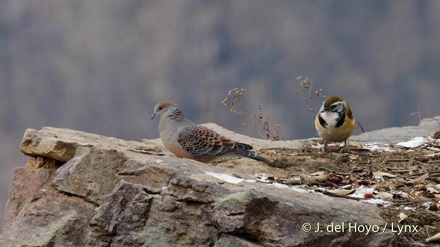 Oriental Turtle-Dove - ML201489431