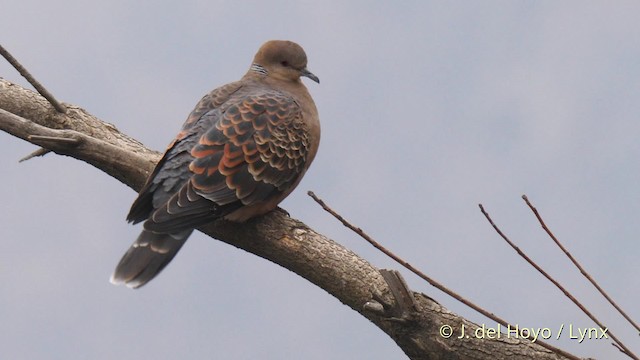 Oriental Turtle-Dove - ML201489451