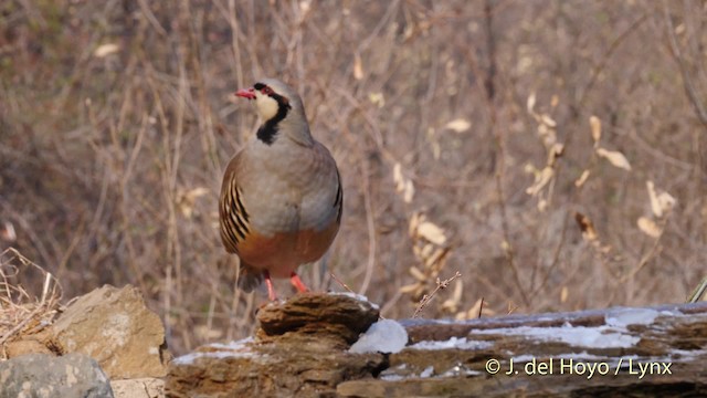 Kınalı Keklik - eBird