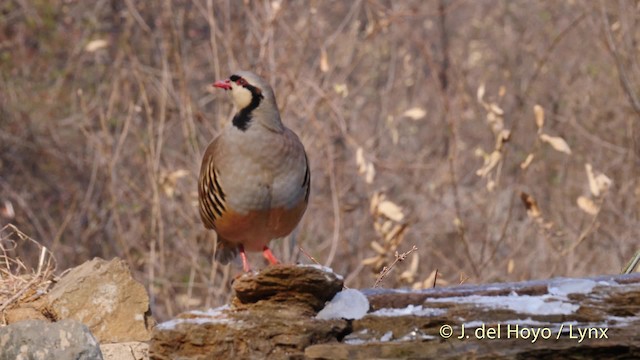 Chukar - ML201489531