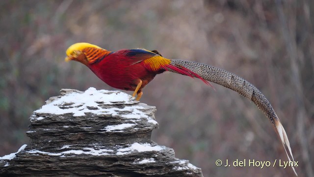 Faisán Dorado - ML201489571