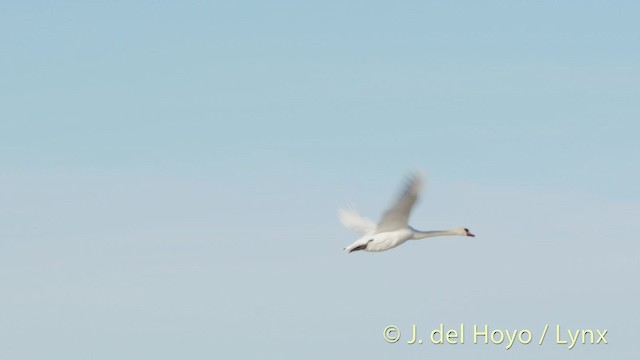 Mute Swan - ML201489691