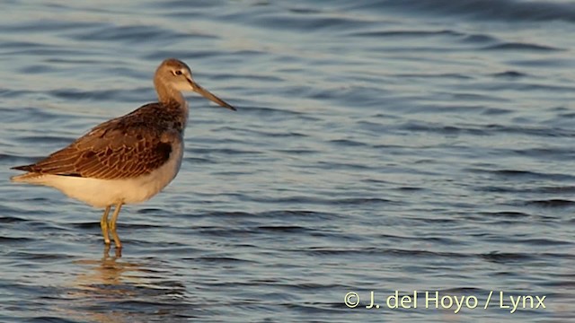 Common Greenshank - ML201489741