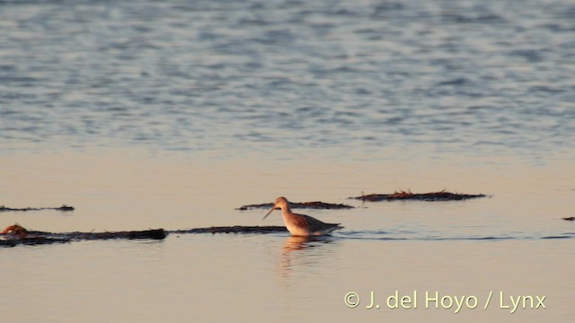 Spotted Redshank - ML201489751