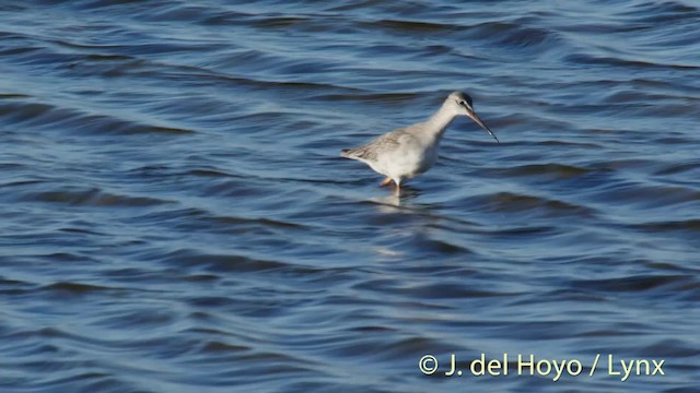 Spotted Redshank - ML201489761