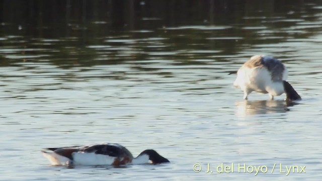 Common Shelduck - ML201489781