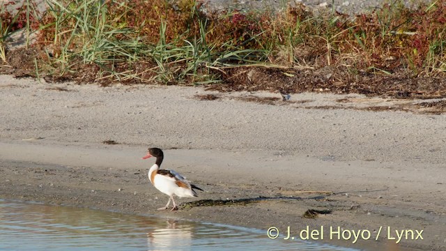 Common Shelduck - ML201489791