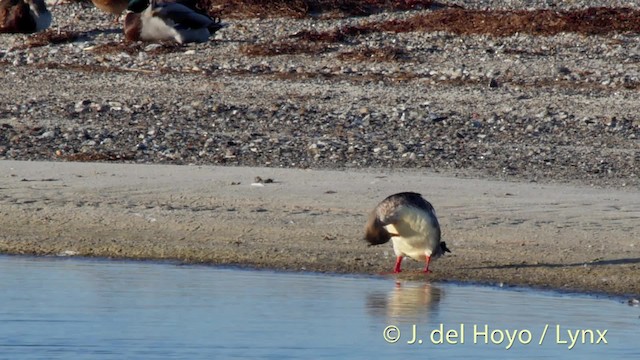 Red-breasted Merganser - ML201489961