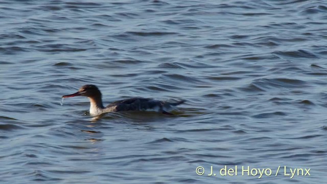 Red-breasted Merganser - ML201489971