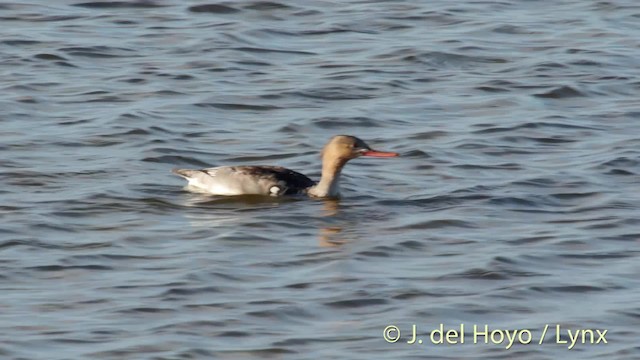 Red-breasted Merganser - ML201489981