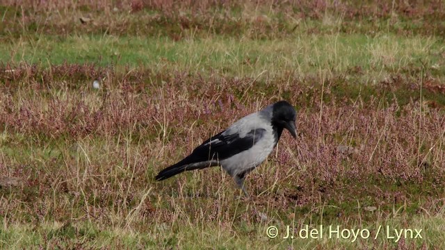 Nebelkrähe [cornix-Gruppe] - ML201490141