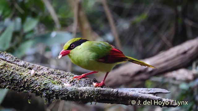 Indochinese Green-Magpie - ML201490181