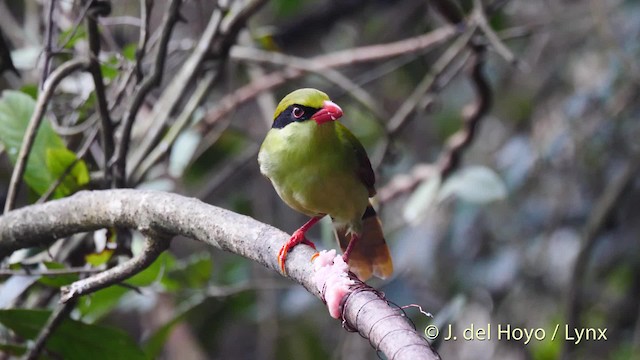 Indochinese Green-Magpie - ML201490191