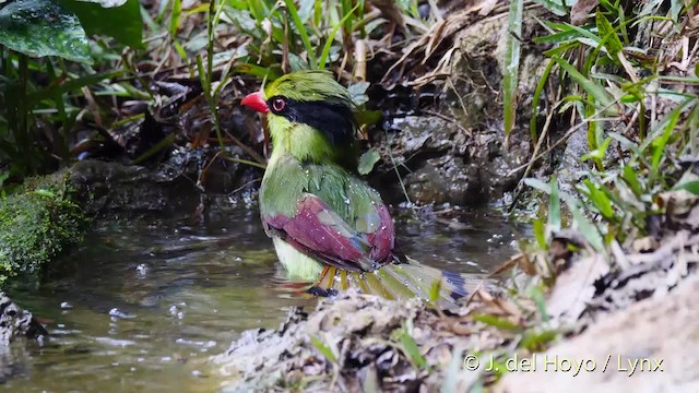 Indochinese Green-Magpie - ML201490201