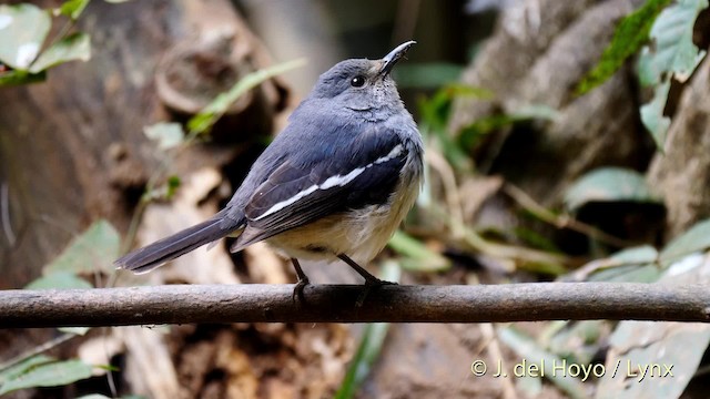 Oriental Magpie-Robin (Oriental) - ML201490241