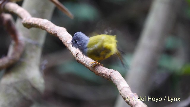 Gray-headed Canary-Flycatcher - ML201490251