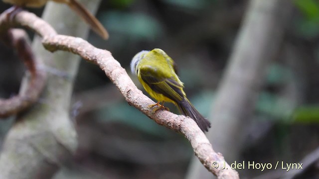 Gray-headed Canary-Flycatcher - ML201490261