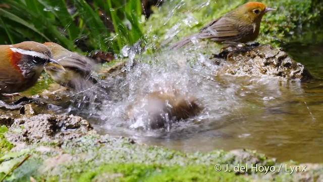 Rufous-capped Babbler - ML201490271