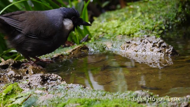 Black-throated Laughingthrush (Black-throated) - ML201490301
