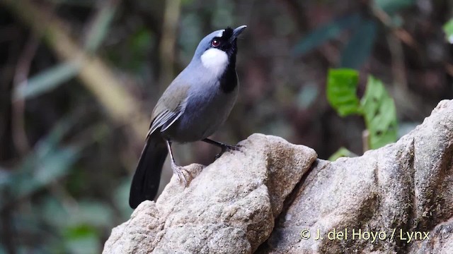 Charlatán Golinegro (grupo chinensis) - ML201490311