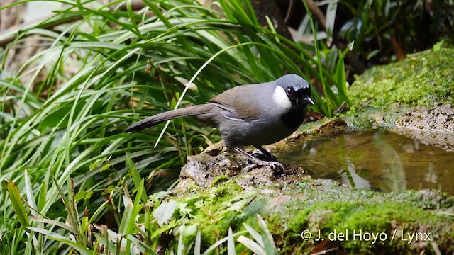 Black-throated Laughingthrush (Black-throated) - ML201490321