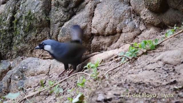 Black-throated Laughingthrush (Black-throated) - ML201490351