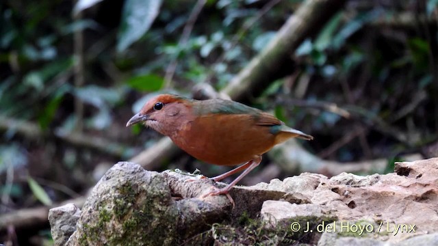 Blue-rumped Pitta - ML201490361