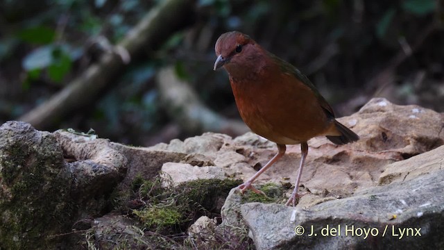 コシアオヤイロチョウ - ML201490371