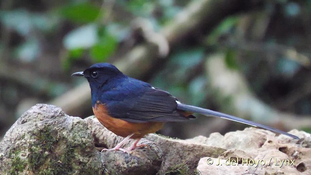 White-rumped Shama (White-rumped) - ML201490401