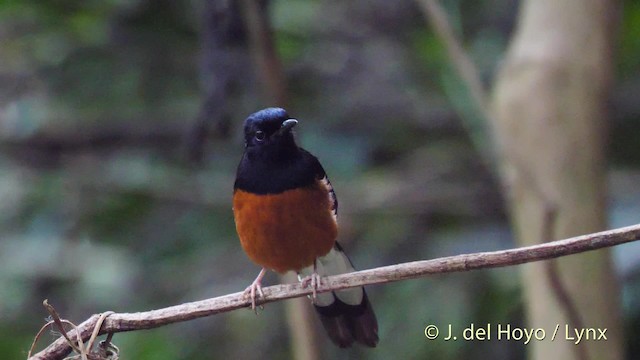 White-rumped Shama (White-rumped) - ML201490411