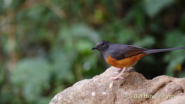 White-rumped Shama (White-rumped) - ML201490421