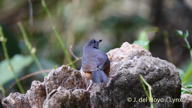 White-rumped Shama (White-rumped) - ML201490431