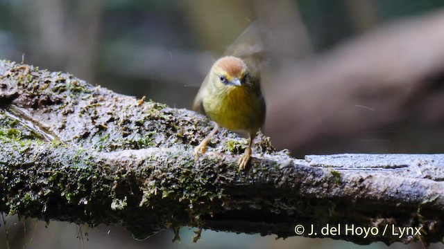 Timalí Goliestriado (grupo gularis) - ML201490441