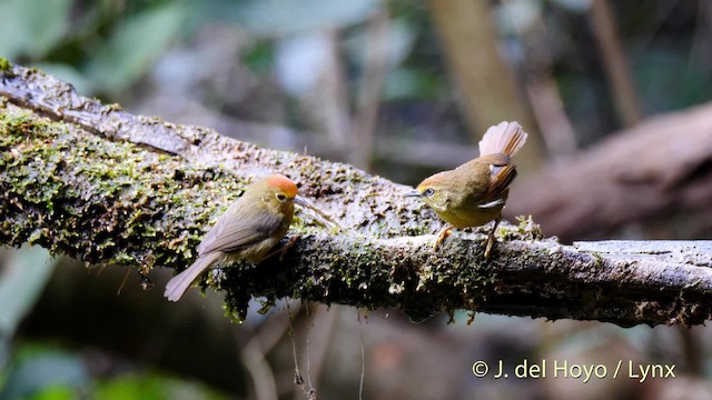 Timalí Goliestriado (grupo gularis) - ML201490451