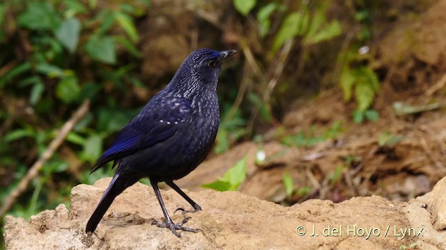 Blue Whistling-Thrush (Black-billed) - ML201490591