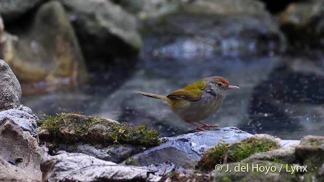 Rotstirn-Schneidervogel - ML201490621