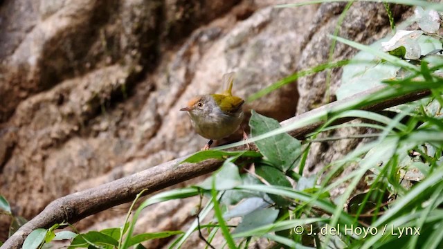 Rotstirn-Schneidervogel - ML201490631