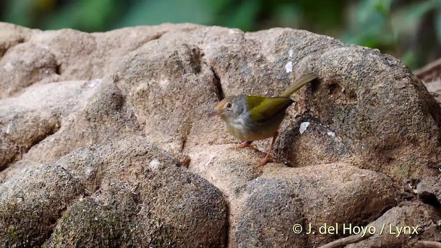 Common Tailorbird - ML201490641