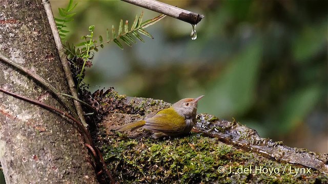 Rotstirn-Schneidervogel - ML201490651