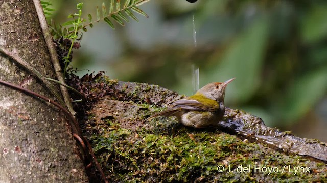 Common Tailorbird - ML201490671