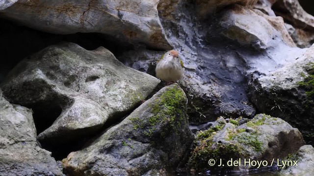 Rotstirn-Schneidervogel - ML201490681